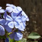 Plumbago capensis