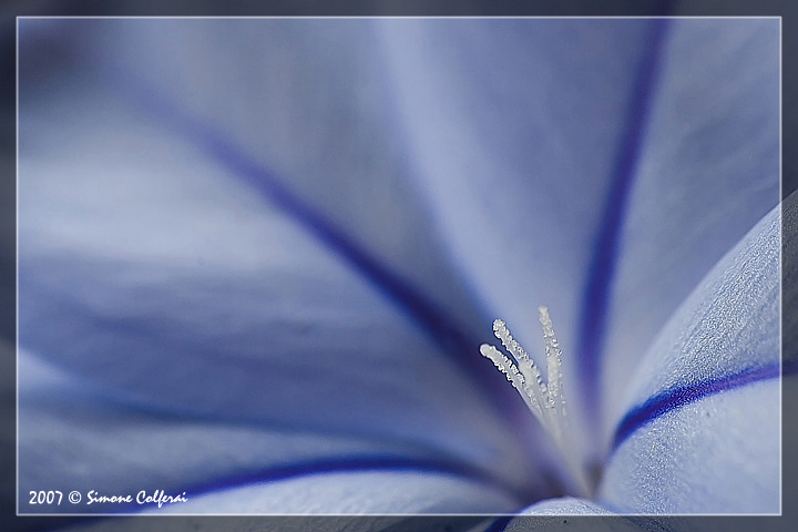 Plumbago capensis