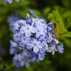 Plumbago