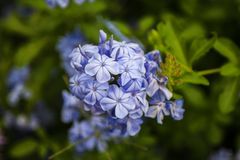 Plumbago