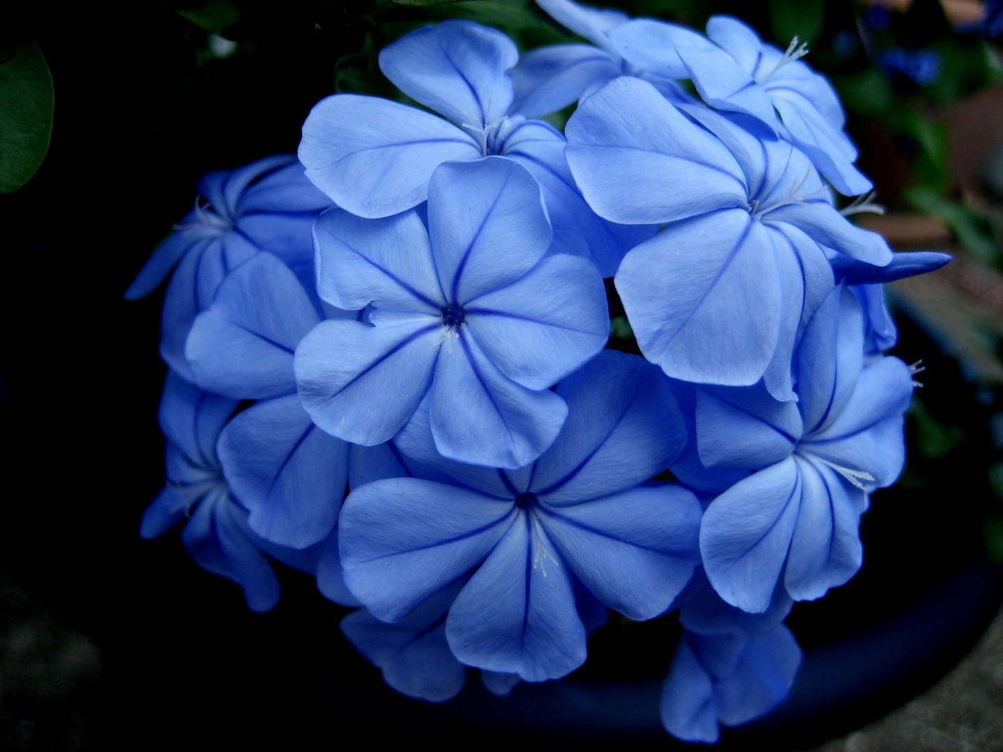 Plumbago