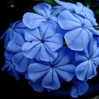 Plumbago