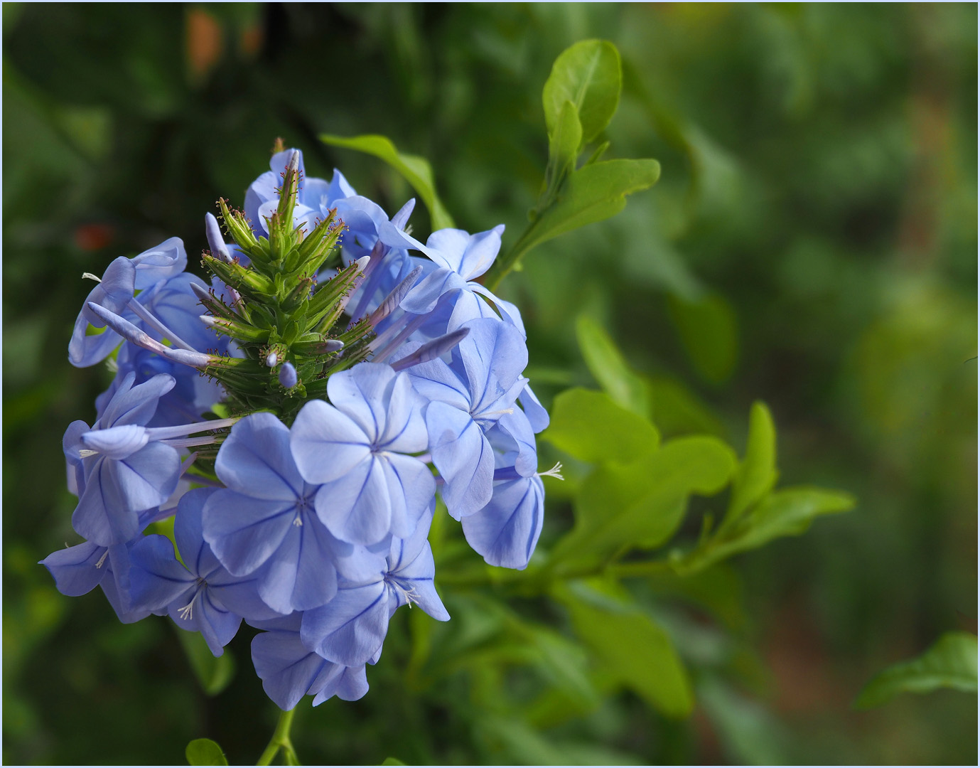 Plumbago