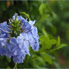 Plumbago