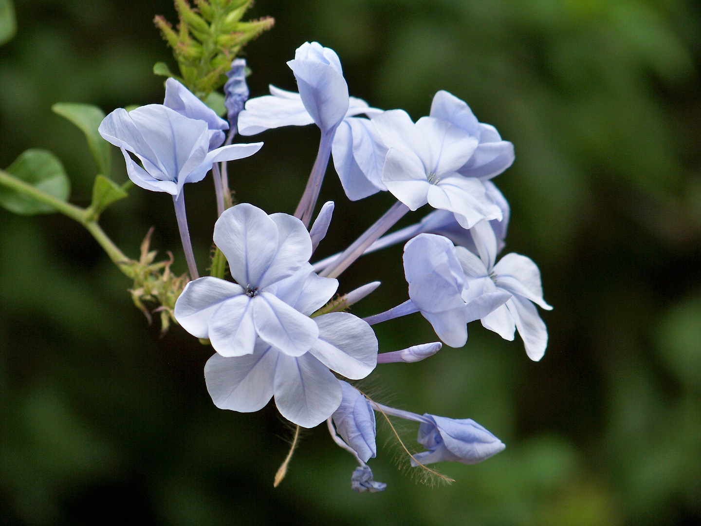 Plumbago en flor