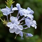 Plumbago en flor