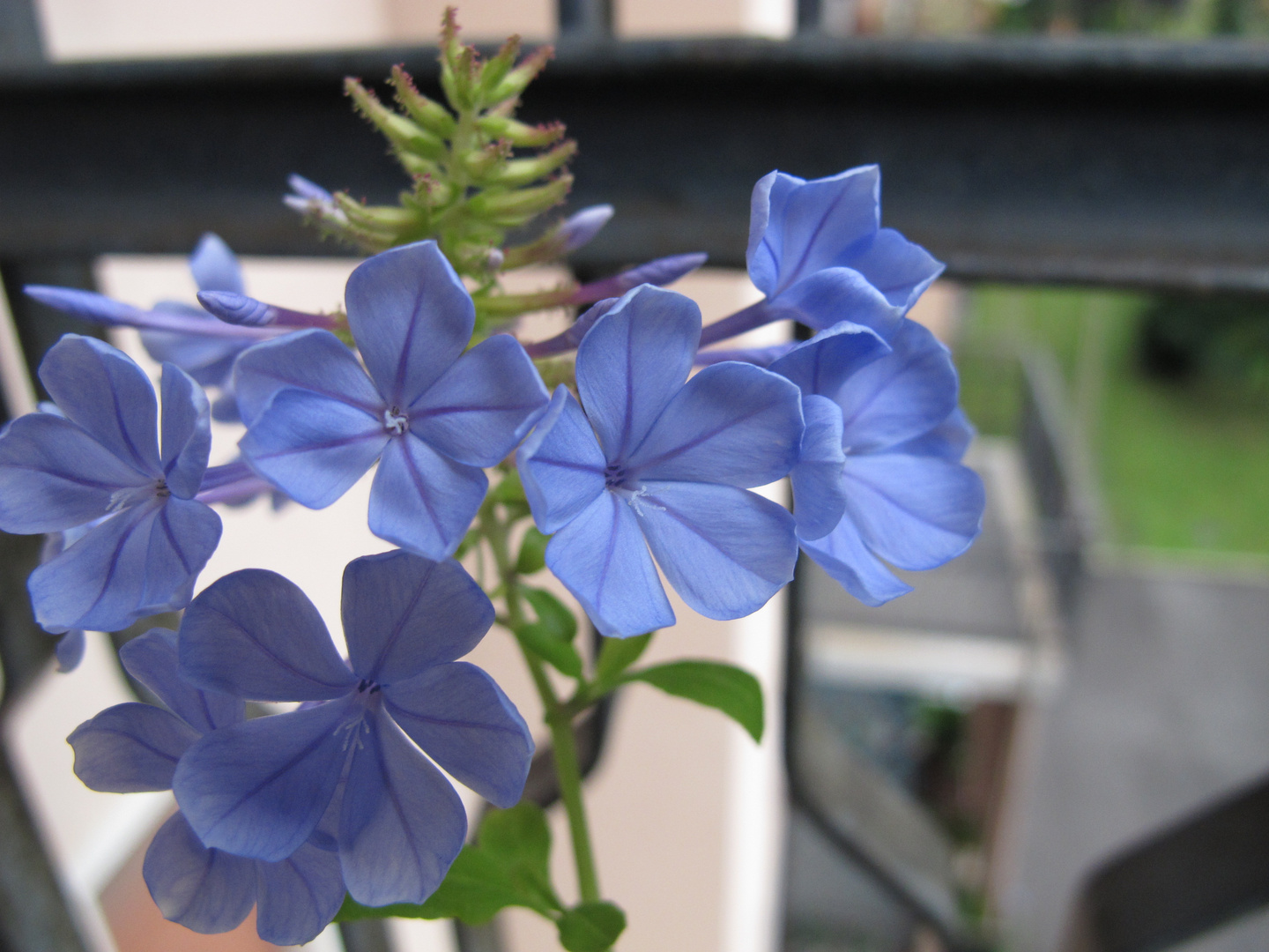 Plumbago