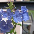 Plumbago