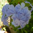 Plumbago