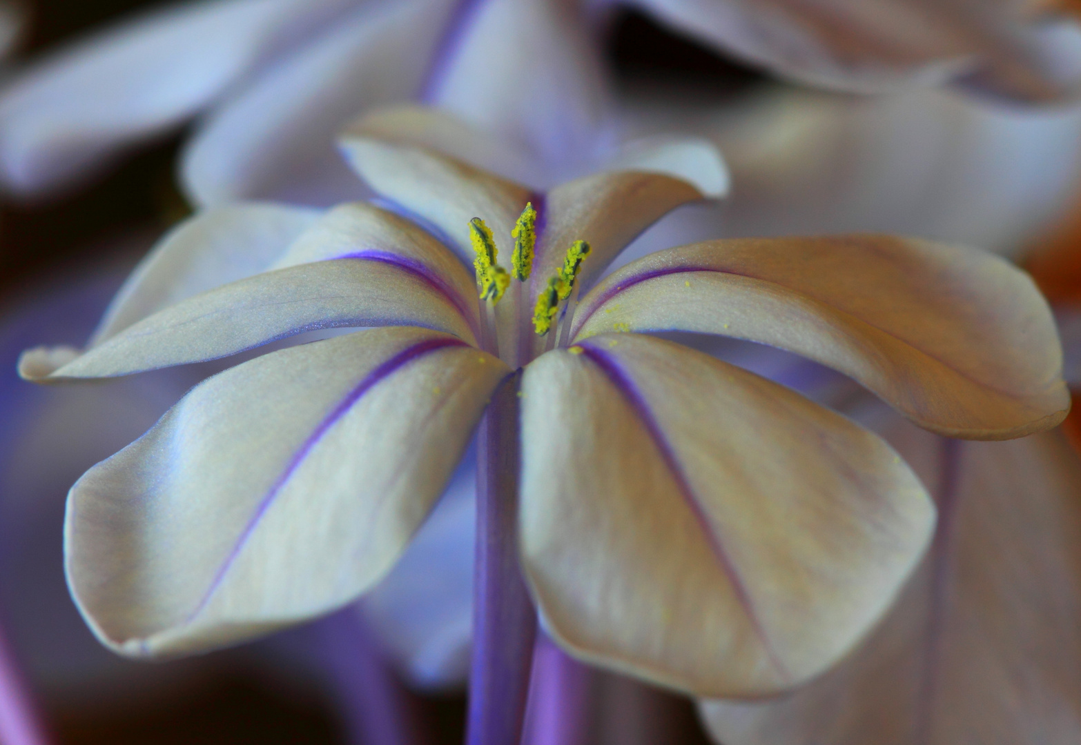 Plumbago flower