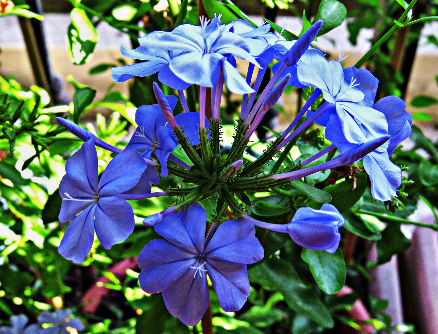 PLUMBAGO Flowers