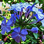 PLUMBAGO Flowers