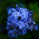 Plumbago II