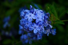 Plumbago II