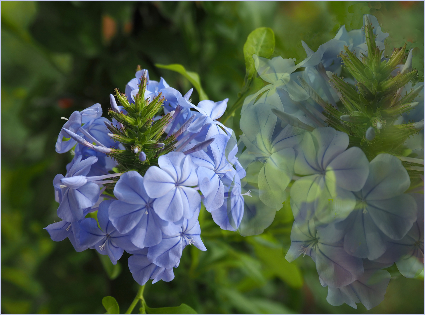 Plumbago Narcisse