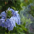 Plumbago Narcisse