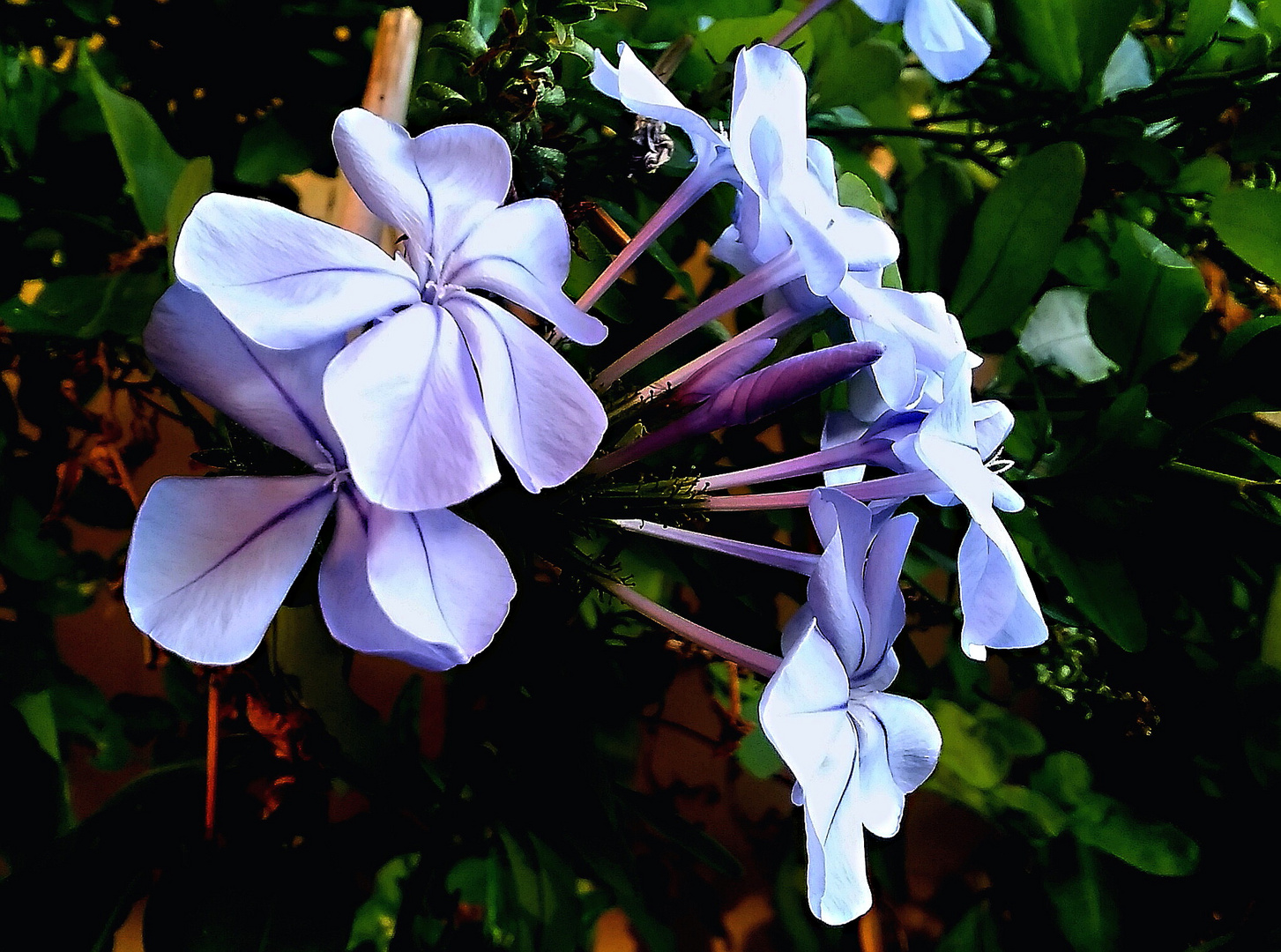 PLUMBAGO on our terrace