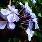 PLUMBAGO on our terrace