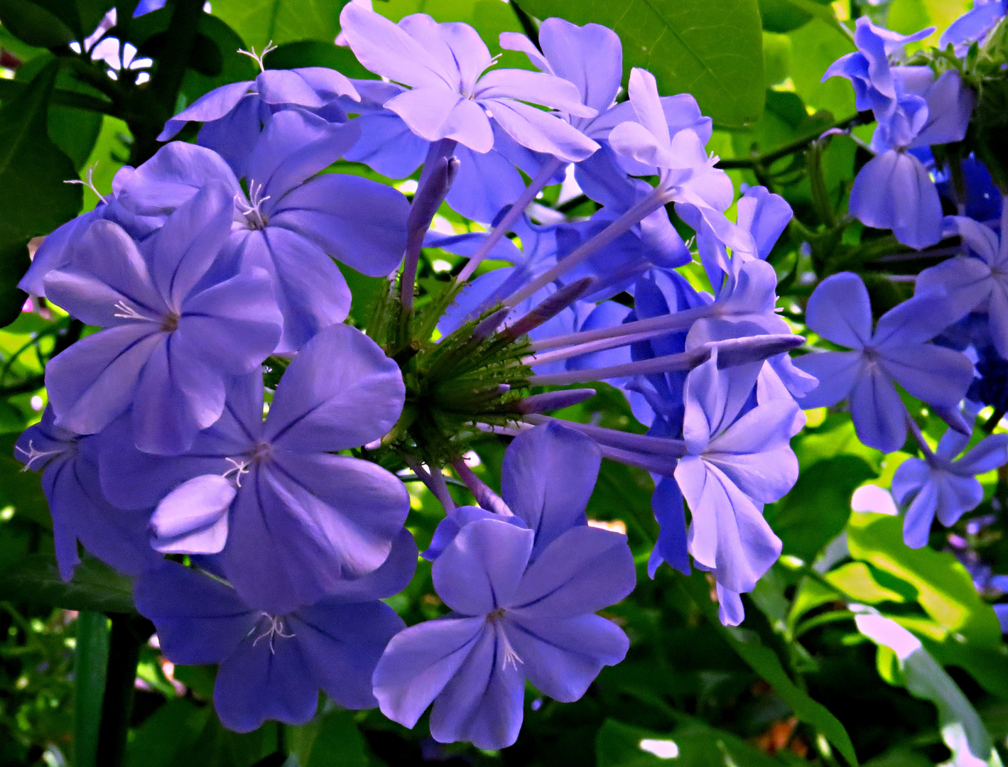 Plumbago-season started