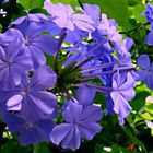 Plumbago-season started