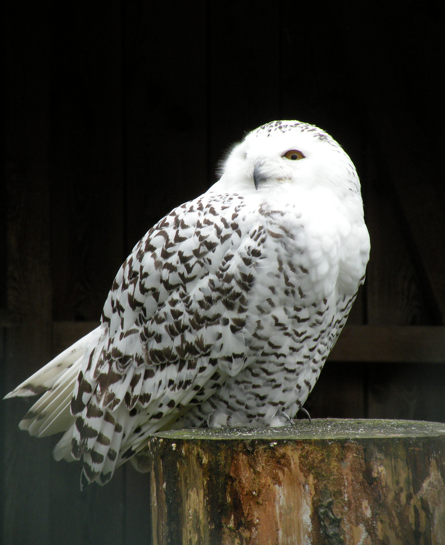 plume blanche