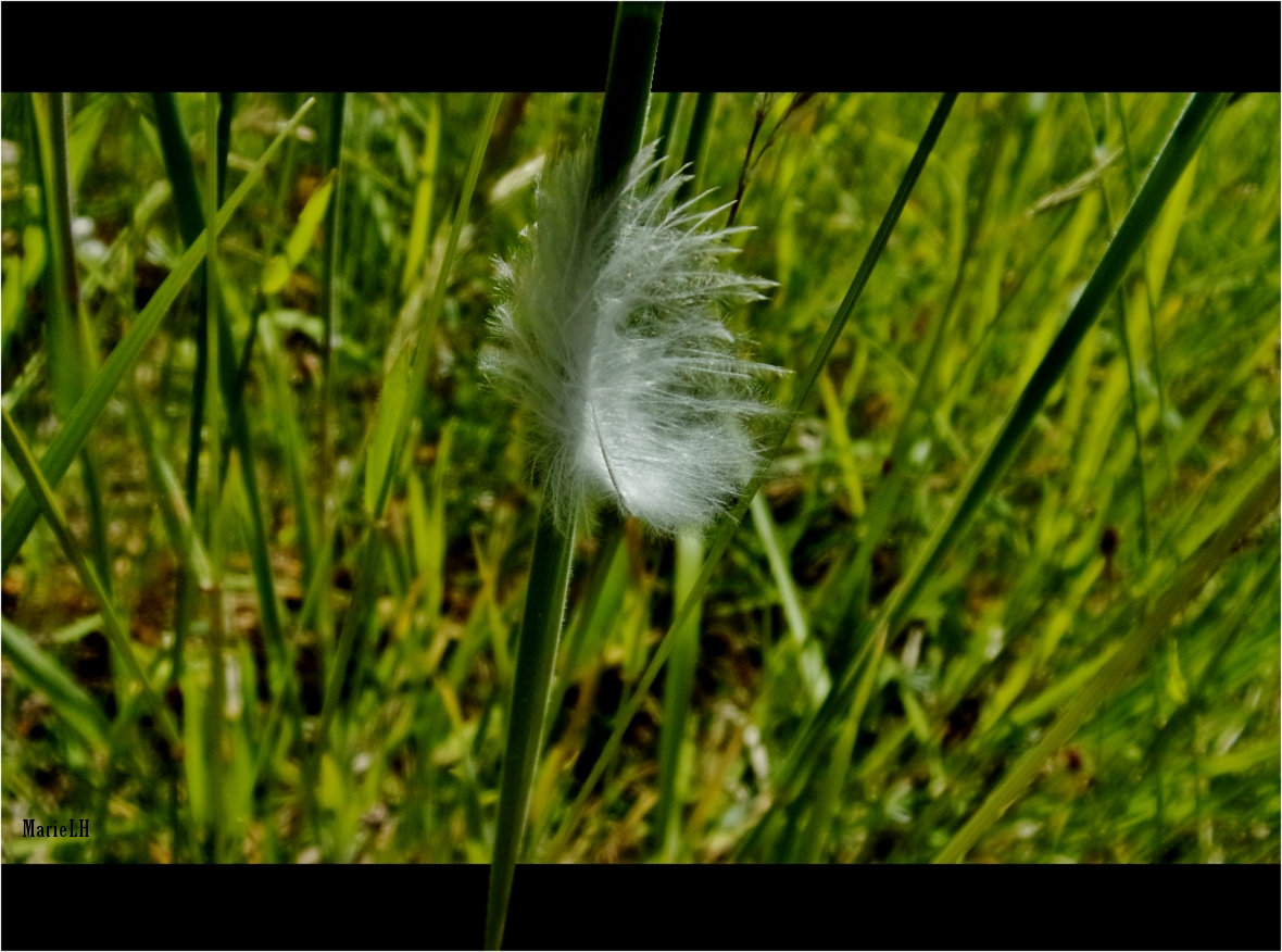 Plume blanche