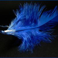 plume bleue