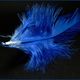 plume bleue