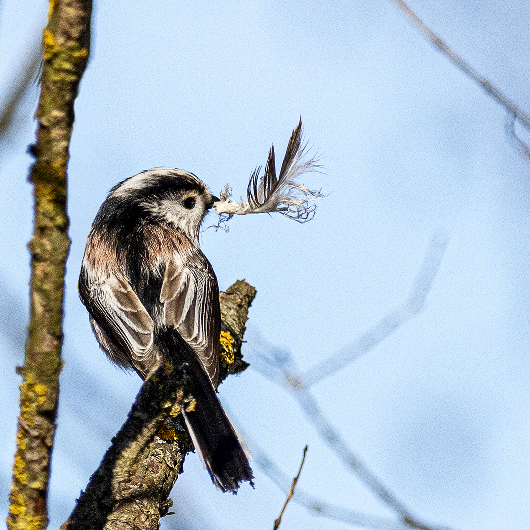 Plume d'Ange