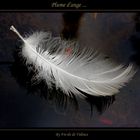 Plume d'ange ...