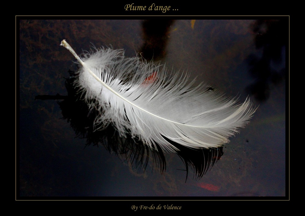 Plume D Ange Photo Et Image Divers La Nature Simplement Oiseaux Images Fotocommunity Plume D Ange Photo Et Image Divers La Nature Simplement Oiseaux Images Fotocommunity