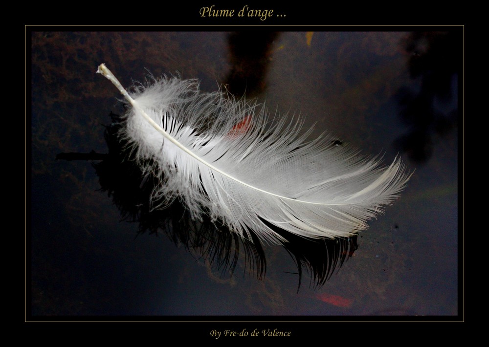 Plume d'ange ...