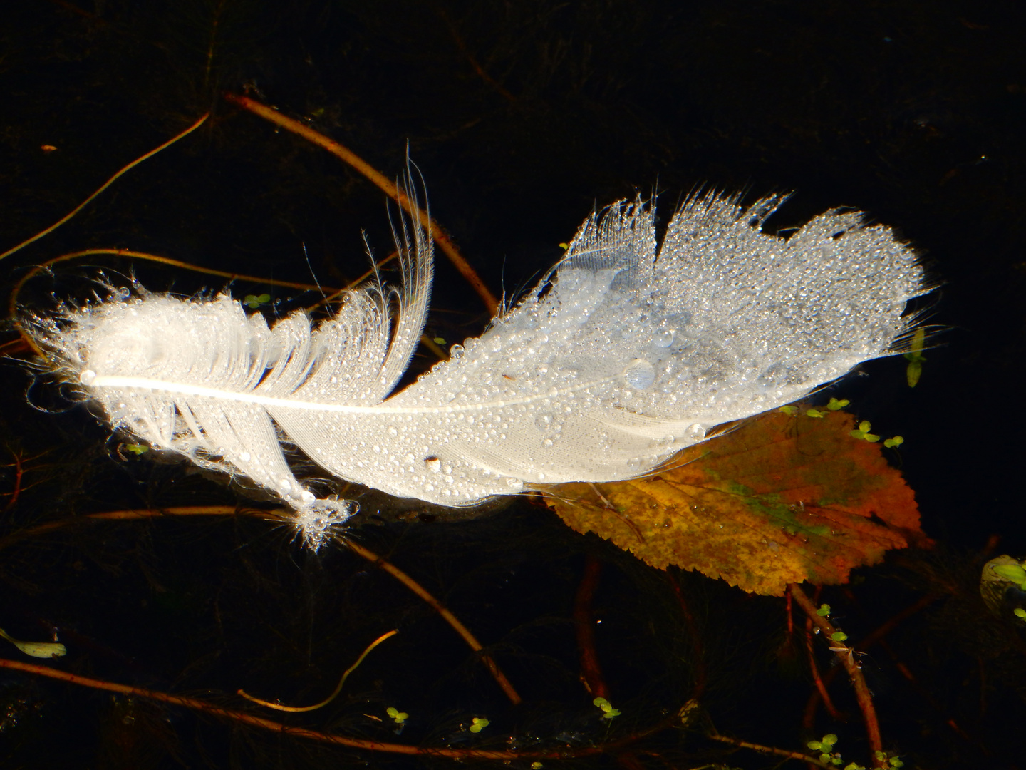 plume de cygne blanc