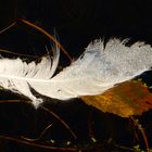 plume de cygne blanc