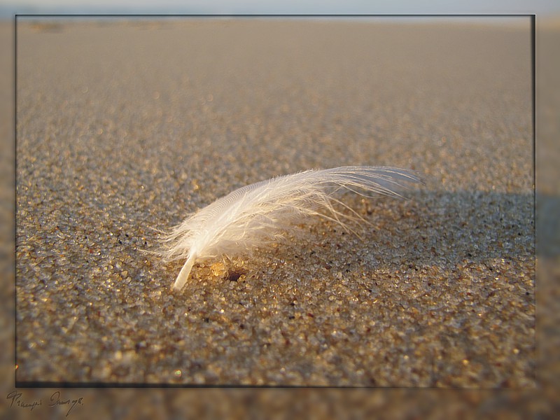 Plume de Mer