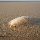 Plume de Mer