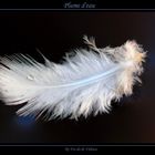 Plume d'eau