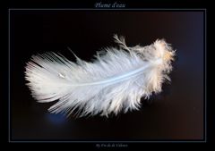 Plume d'eau