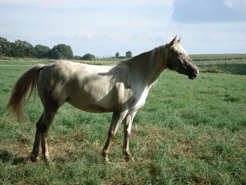 Plume, die Posserin