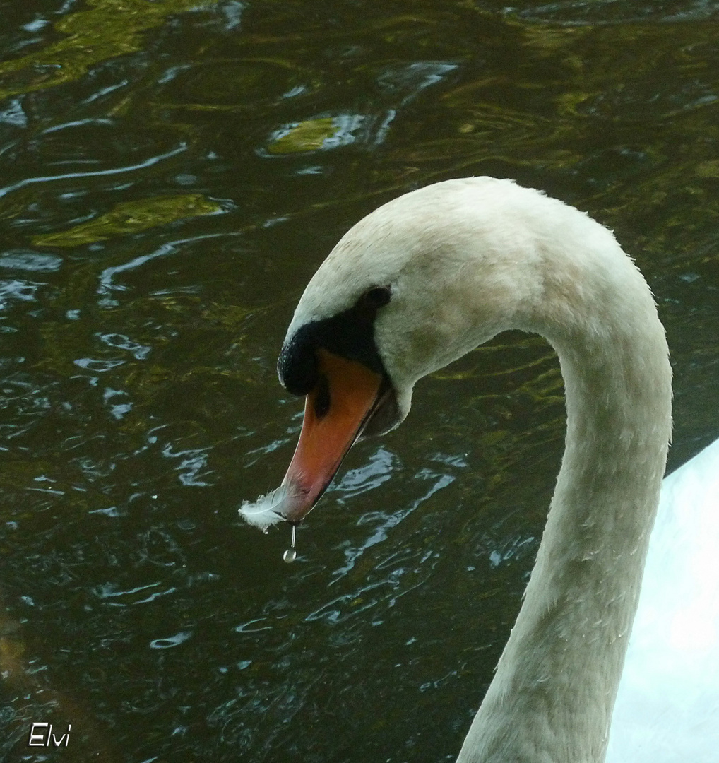 Plume et goutte au bec