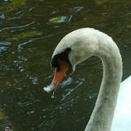 Plume et goutte au bec