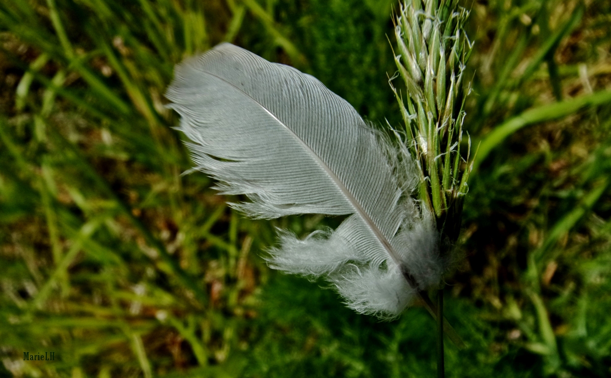 Plume