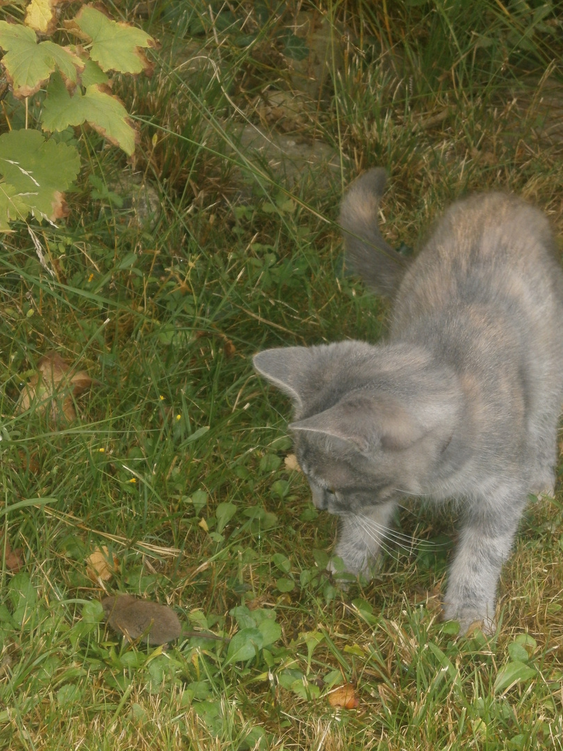 "Plume" la chasseuse