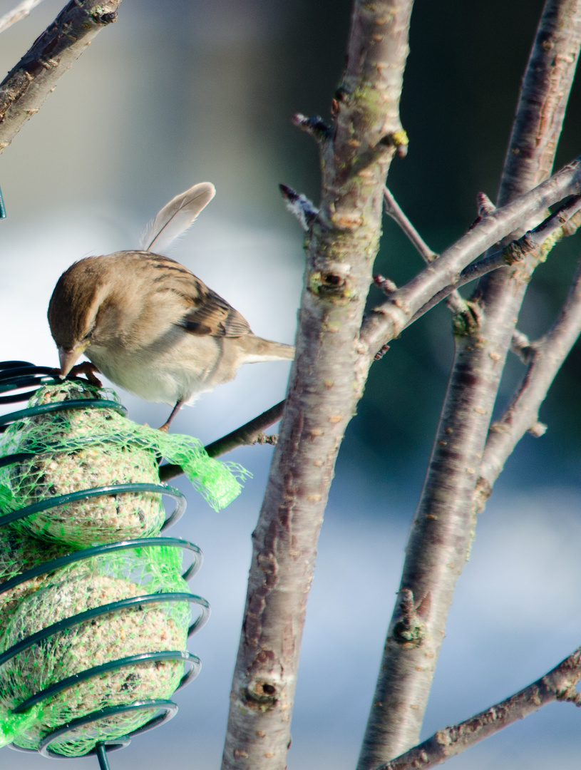 plume le moineau