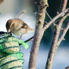 plume le moineau