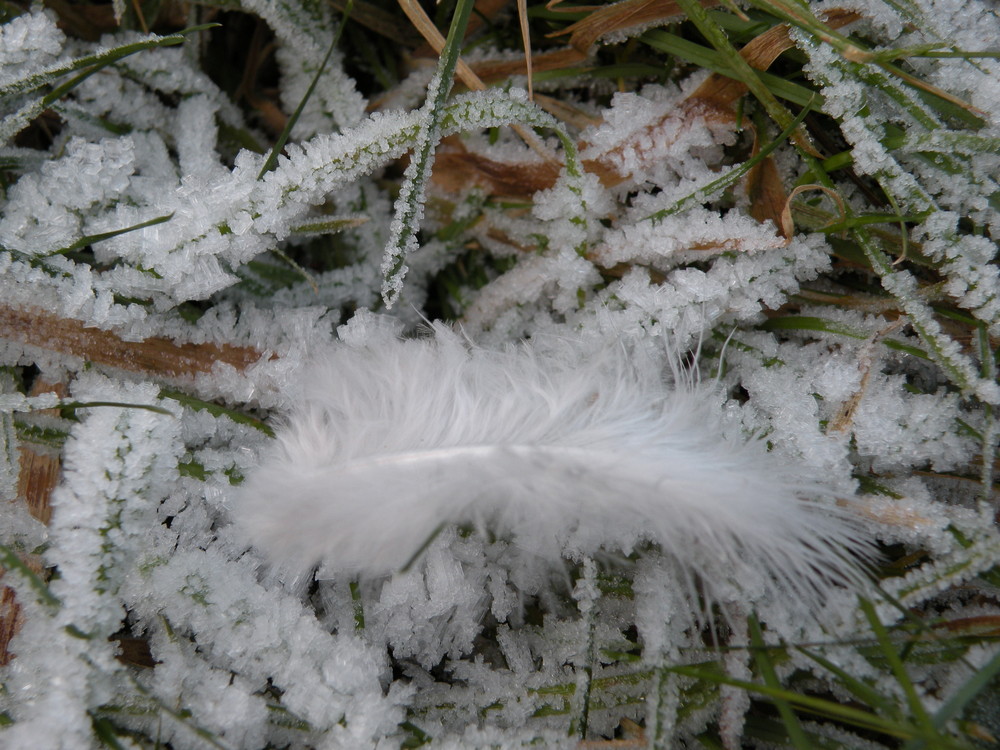 plume sur glace