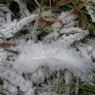 plume sur glace