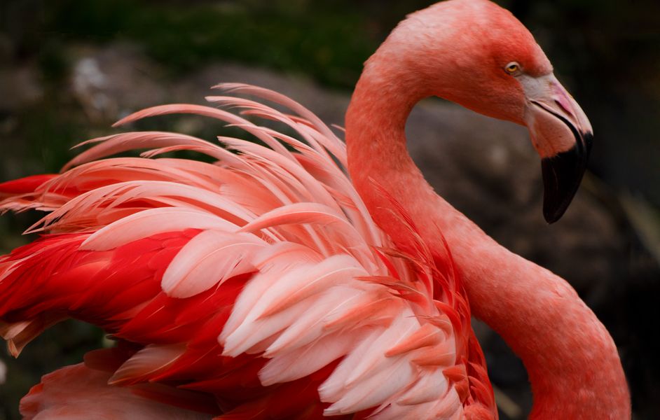 "Plumeau" (Phoenicopterus roseus, flamant rose)