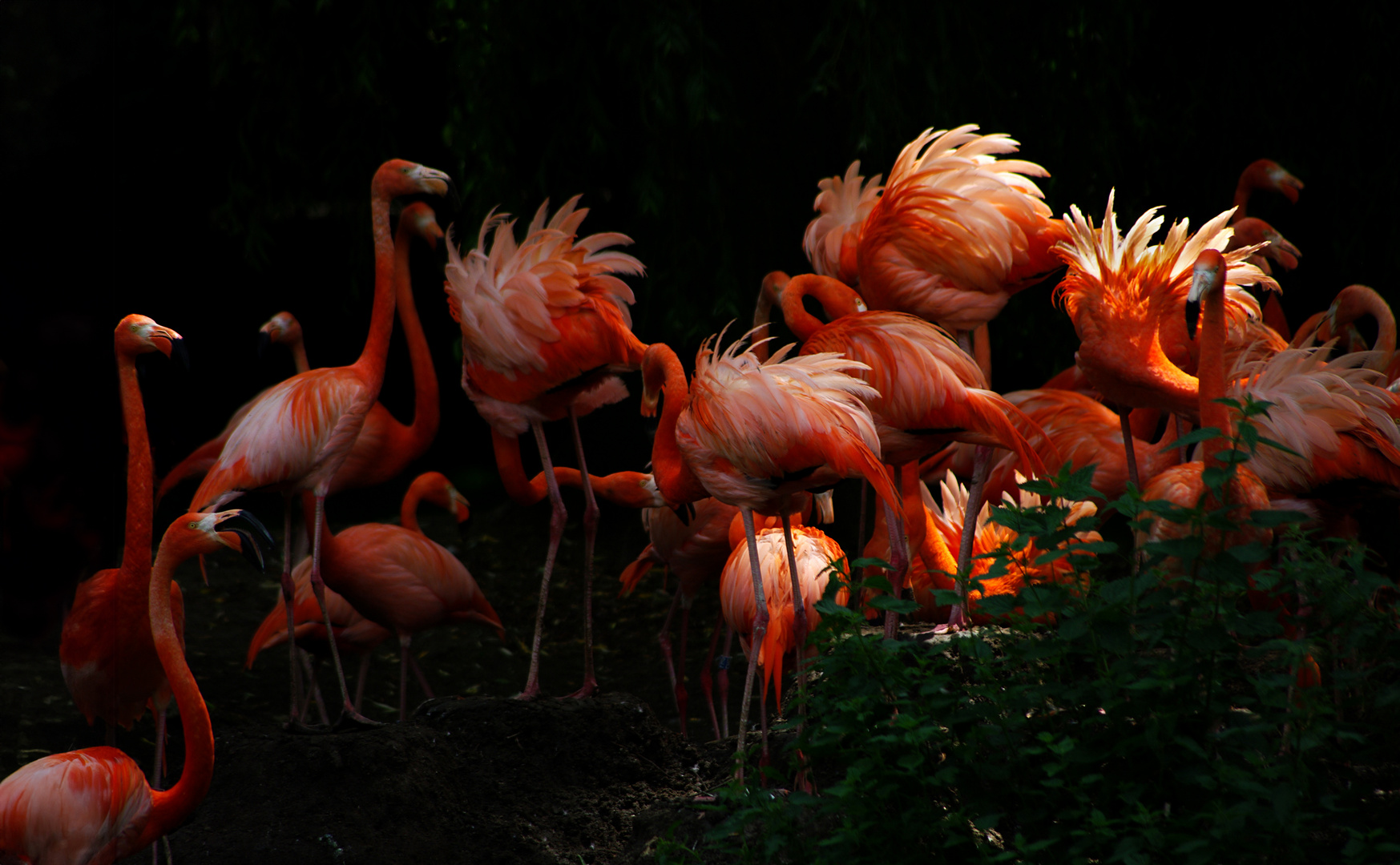 "Plumeaux" au couchant (Phoenicopterus roseus, flamant rose