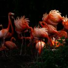 "Plumeaux" au couchant (Phoenicopterus roseus, flamant rose